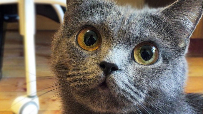 Typical cat